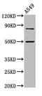 Leucine-rich repeat flightless-interacting protein 2 antibody, CSB-PA896921LA01HU, Cusabio, Western Blot image 