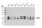 SS18 Subunit Of BAF Chromatin Remodeling Complex antibody, 21792S, Cell Signaling Technology, Western Blot image 