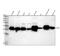 Cell cycle exit and neuronal differentiation protein 1 antibody, M13043, Boster Biological Technology, Western Blot image 