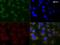 Microtubule Associated Protein 1 Light Chain 3 Beta antibody, NBP2-46892, Novus Biologicals, Immunocytochemistry image 