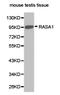 RAS P21 Protein Activator 1 antibody, LS-C192889, Lifespan Biosciences, Western Blot image 