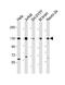 Drebrin 1 antibody, M05530-2, Boster Biological Technology, Western Blot image 