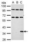 Renilla reniformis Luciferase antibody, NBP2-42915, Novus Biologicals, Western Blot image 