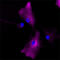 CD34 antibody, 343613, BioLegend, Flow Cytometry image 