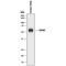 Probable threonine protease PRSS50 antibody, AF2430, R&D Systems, Western Blot image 