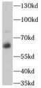 Prosaposin antibody, FNab06844, FineTest, Western Blot image 