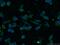 Cbl Proto-Oncogene B antibody, 66353-1-Ig, Proteintech Group, Immunofluorescence image 
