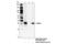 Homeobox B13 antibody, 90944S, Cell Signaling Technology, Immunoprecipitation image 