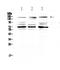 Interleukin 17 Receptor A antibody, A01311-2, Boster Biological Technology, Western Blot image 
