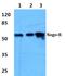 Reticulon 4 Receptor antibody, A02250, Boster Biological Technology, Western Blot image 