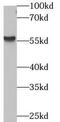 ARRB1 antibody, FNab00875, FineTest, Western Blot image 