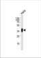 Folate Receptor Alpha antibody, TA324367, Origene, Western Blot image 