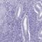 Ubiquilin 3 antibody, NBP2-38944, Novus Biologicals, Immunohistochemistry paraffin image 