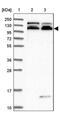 RAB11 Binding And LisH Domain, Coiled-Coil And HEAT Repeat Containing antibody, PA5-59039, Invitrogen Antibodies, Western Blot image 