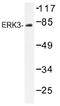 Mitogen-activated protein kinase 6 antibody, AP01450PU-N, Origene, Western Blot image 