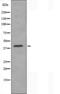 Calcium Voltage-Gated Channel Auxiliary Subunit Gamma 7 antibody, orb227140, Biorbyt, Western Blot image 
