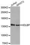 HDLBP antibody, abx004539, Abbexa, Western Blot image 