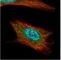 Anillin antibody, NBP1-31060, Novus Biologicals, Immunofluorescence image 