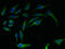 60S ribosomal protein L27 antibody, LS-B11257, Lifespan Biosciences, Immunofluorescence image 