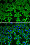 Methylthioadenosine Phosphorylase antibody, 13-684, ProSci, Immunofluorescence image 
