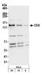 Rap Guanine Nucleotide Exchange Factor 1 antibody, A301-964A, Bethyl Labs, Western Blot image 