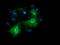 Retinoic Acid Receptor Responder 1 antibody, LS-C338041, Lifespan Biosciences, Immunofluorescence image 
