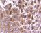 Prostaglandin-Endoperoxide Synthase 1 antibody, NBP2-67643, Novus Biologicals, Immunohistochemistry paraffin image 
