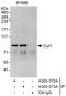 Cullin 1 antibody, A303-372A, Bethyl Labs, Immunoprecipitation image 