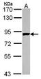 Polyribonucleotide Nucleotidyltransferase 1 antibody, TA308058, Origene, Western Blot image 