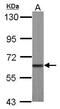 Membrane Palmitoylated Protein 2 antibody, GTX111438, GeneTex, Western Blot image 