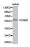 Intercellular Adhesion Molecule 2 antibody, LS-C192799, Lifespan Biosciences, Western Blot image 