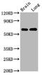 Selenoprotein N antibody, LS-C681278, Lifespan Biosciences, Western Blot image 