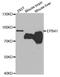 Erythrocyte Membrane Protein Band 4.1 antibody, TA332520, Origene, Western Blot image 