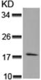 Synuclein Alpha antibody, TA321113, Origene, Western Blot image 