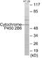 Cytochrome P450 Family 2 Subfamily B Member 6 antibody, EKC1910, Boster Biological Technology, Western Blot image 