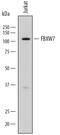 F-box/WD repeat-containing protein 7 antibody, MAB7776, R&D Systems, Western Blot image 