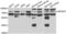 Kelch Repeat And BTB Domain Containing 7 antibody, LS-C349109, Lifespan Biosciences, Western Blot image 