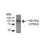 UV Radiation Resistance Associated antibody, PA5-77811, Invitrogen Antibodies, Western Blot image 