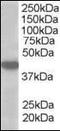 Monocarboxylate transporter 2 antibody, orb95296, Biorbyt, Western Blot image 
