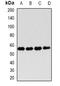 FKBP Prolyl Isomerase 4 antibody, orb378061, Biorbyt, Western Blot image 