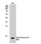 Histone Cluster 4 H4 antibody, STJ90127, St John