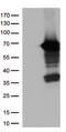 USH1 Protein Network Component Harmonin antibody, TA812959, Origene, Western Blot image 