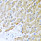 C-C Motif Chemokine Ligand 8 antibody, abx006410, Abbexa, Western Blot image 