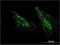 Membrane-bound transcription factor site-1 protease antibody, H00008720-M07, Novus Biologicals, Immunofluorescence image 