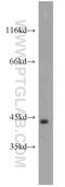 TATA-Box Binding Protein antibody, 22006-1-AP, Proteintech Group, Western Blot image 