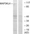 Mitogen-Activated Protein Kinase Kinase Kinase 21 antibody, GTX87671, GeneTex, Western Blot image 