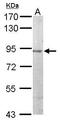 Mitogen-Activated Protein Kinase 8 Interacting Protein 2 antibody, GTX111162, GeneTex, Western Blot image 