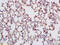 RNF106 antibody, OABF01689, Aviva Systems Biology, Immunohistochemistry frozen image 