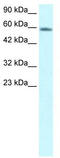 Forkhead Box N3 antibody, TA331194, Origene, Western Blot image 