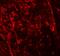 NK3 Homeobox 2 antibody, A07429, Boster Biological Technology, Immunofluorescence image 